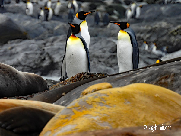 king penguin grooming