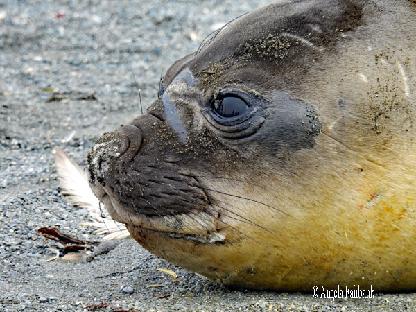elephant seal face 7