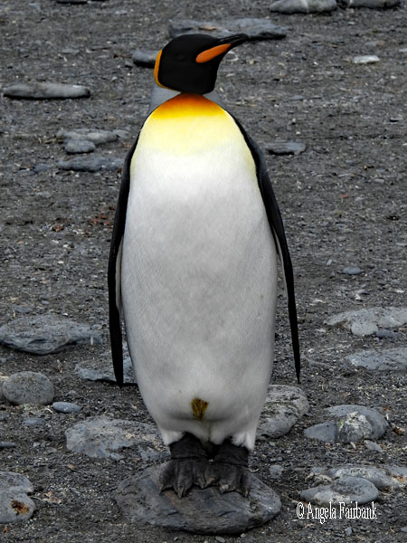 moulting gentoo in front of group of king penguins 1