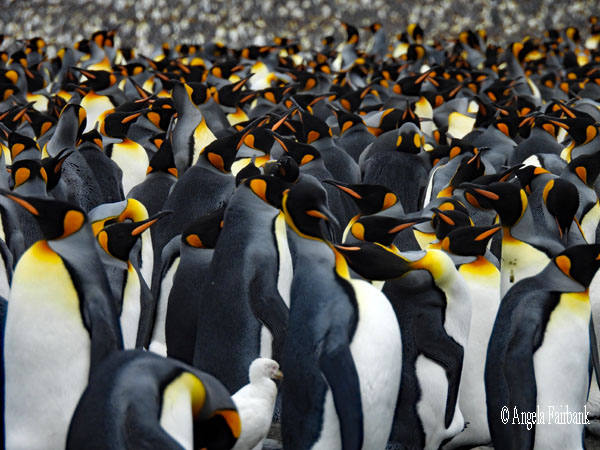 king penguins on beach vertical