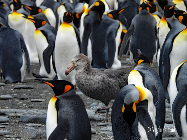 giant petrel among king penguins 3