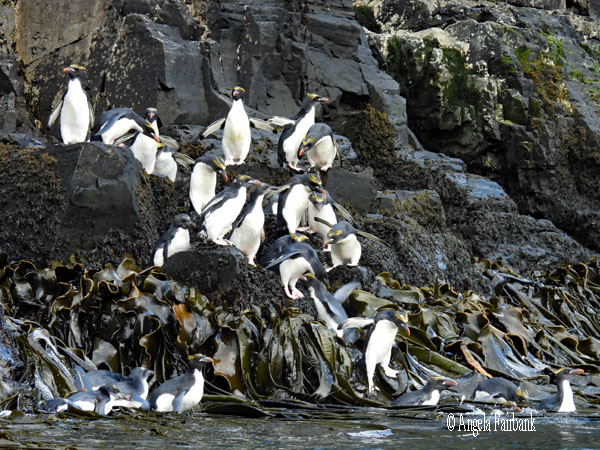 macaroni penguins 21