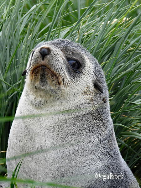 grey fur seal in tussac grass horizontal 4