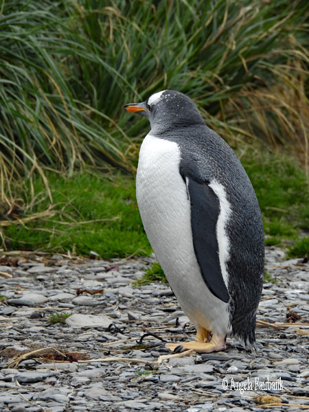 Gentoo penguin walking 2