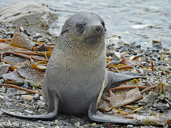 female elephant seal snotty face 1