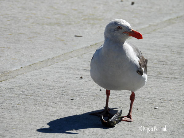 dolphin gull 1