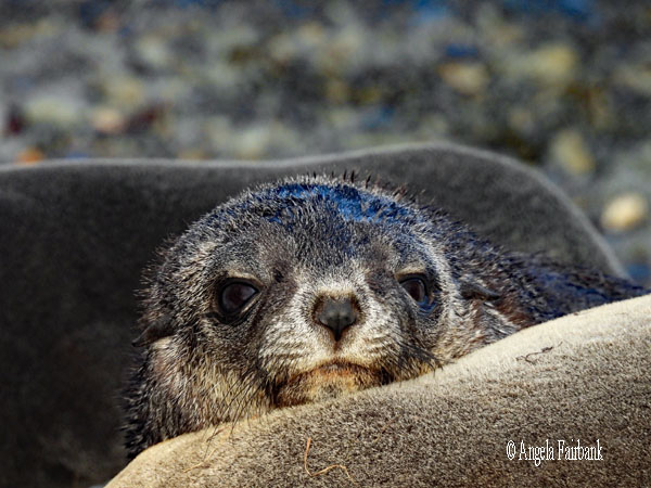 fur seal 11