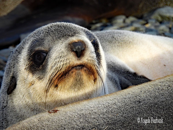 fur seal 14