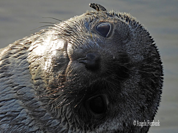 fur seal 19