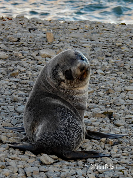 king penguin 9