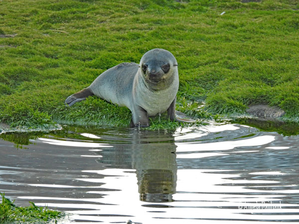 fur seal 27