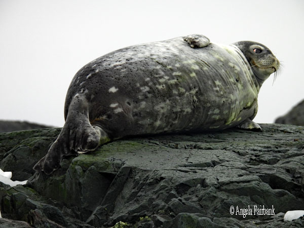 weddell seal 8