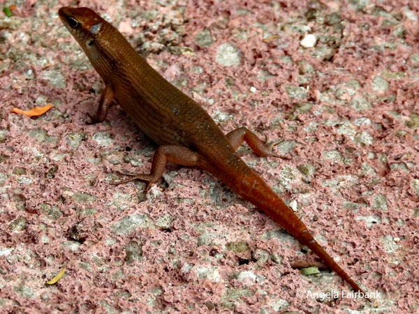 Curious Skink (Carlia ailanpalai)