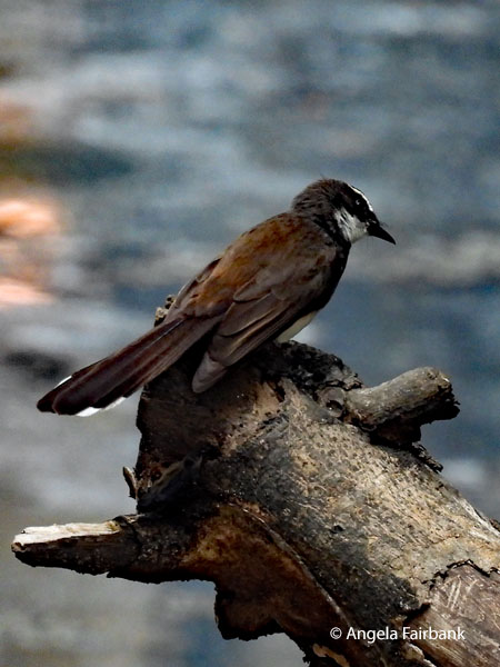 Philippine Pied-Fantail (<i>Rhipidura nigritorquis</i>)