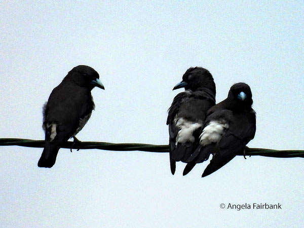 unidentified birds on telephone line