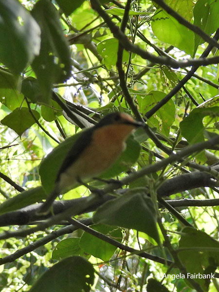Palau Bush Warbler (Horornis annae) 2