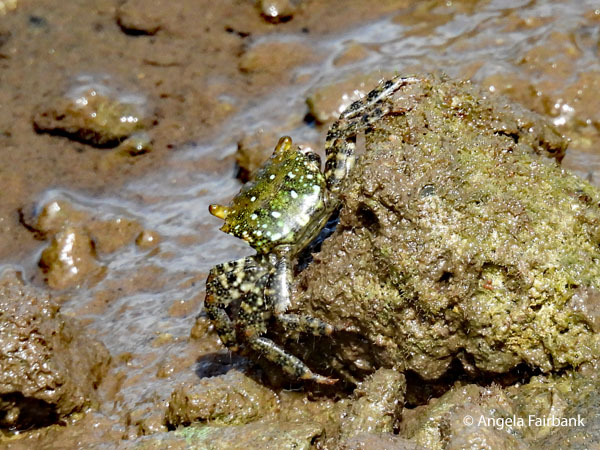 mangrove crab (Scylla serrata Forskall)
