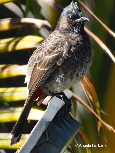 red-vented bulbul (<i>Pycnonotus cafer</i>) 1