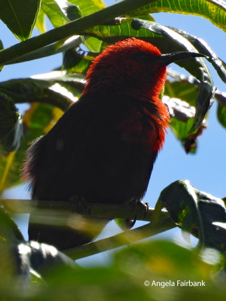 Samoan Myzomela (<i>Myzomela nigriventris</i>)