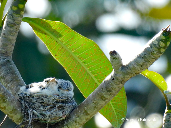 unidentified bird in nest