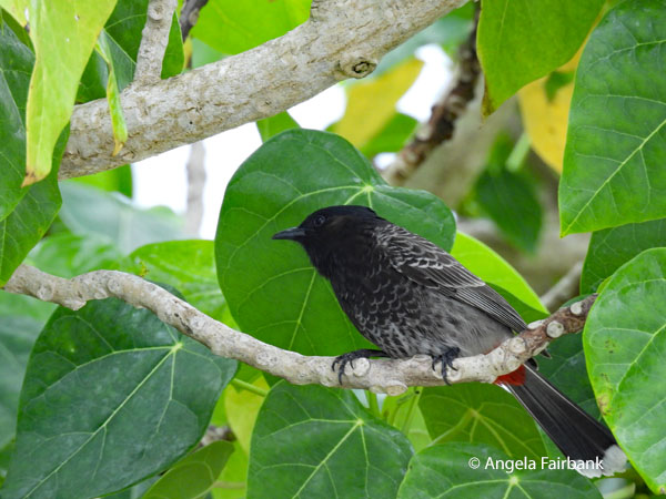 red-vented bulbul (<i>Pycnonotus cafer</i>) 4