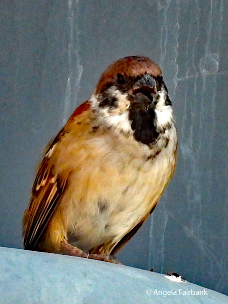 Eurasian Tree Sparrow