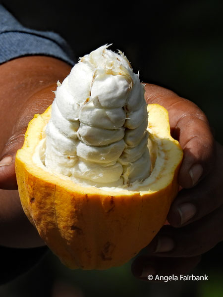 open cacao fruit