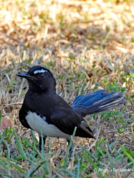 Willie Wagtail (<i>Rhipidura leucophrys</i>)