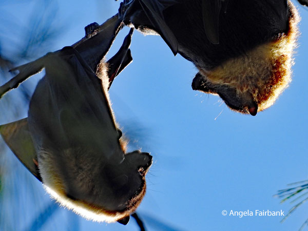 Pacific flying foxes (<i>Pteropus tonganus</i> 2