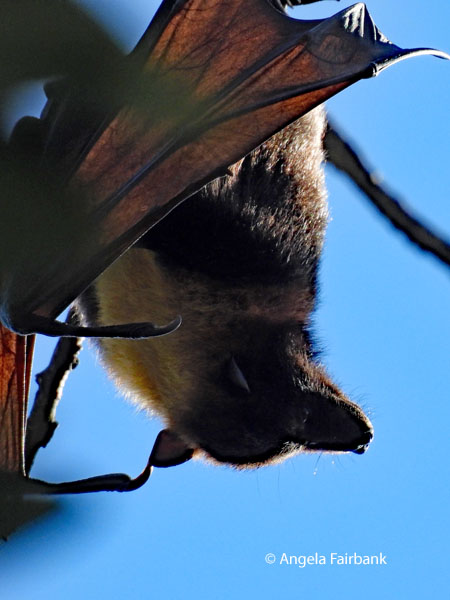 Pacific flying fox (<i>Pteropus tonganus</i> 5