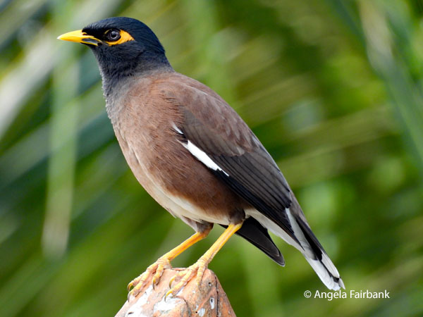 common mynah