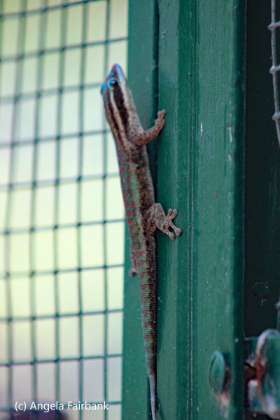 day gecko 2