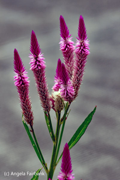pink flowers in Mahebourg