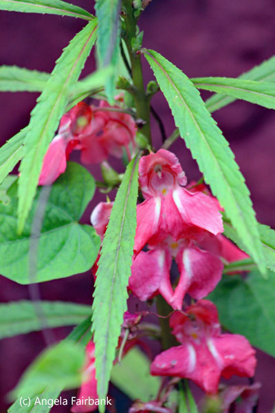 pink flowers