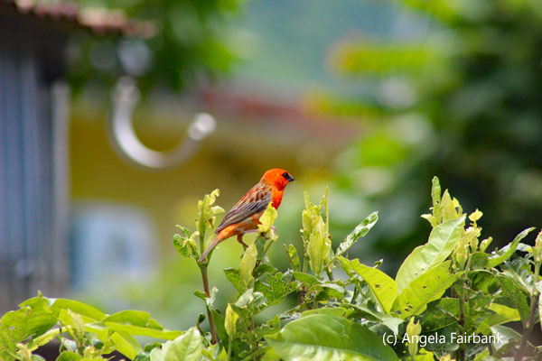 male red fody 3