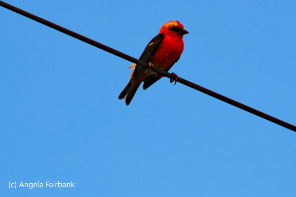 male red fody 4