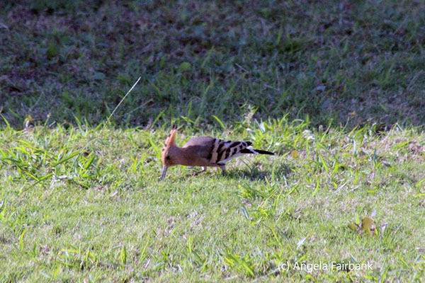 hoopoe bird