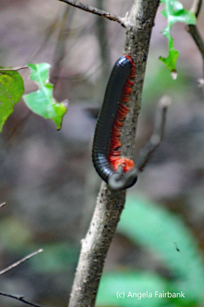 millipede