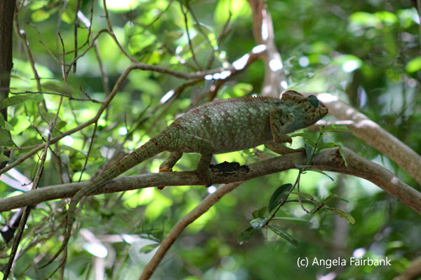 panther chameleon in tree 1