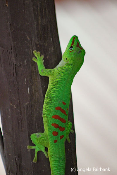 day gecko 2