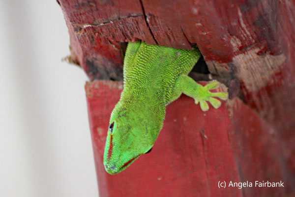 day gecko 3