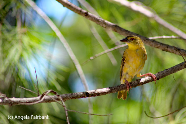 female weaver 2