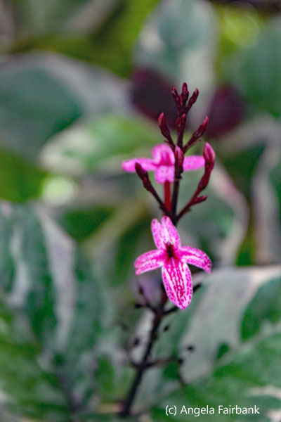 pink flower in forest