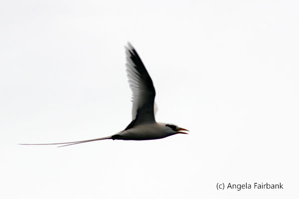 tropicbird 2