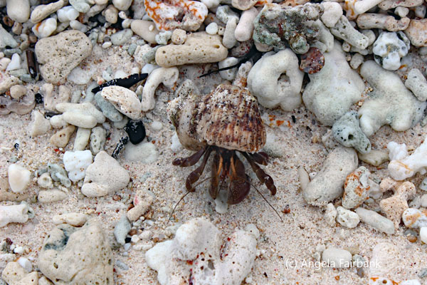 hermit crab
