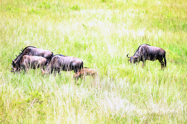 herd of wildebeast with baby
