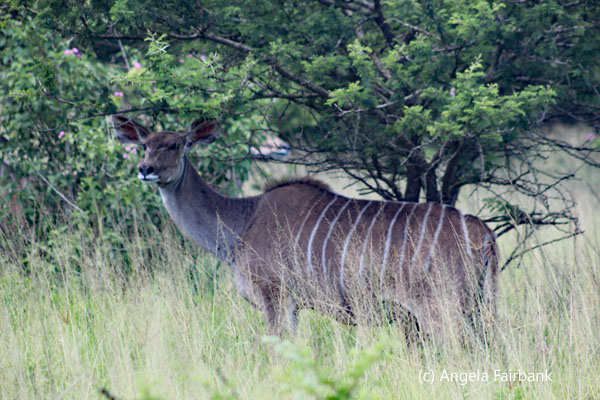 female kudu