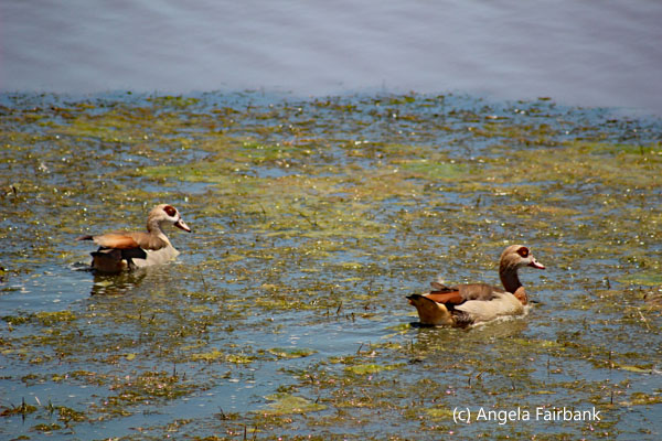 2 egyptian geese