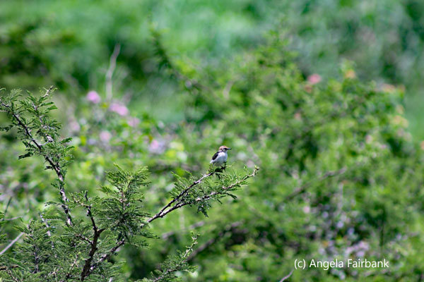 unidentified bird