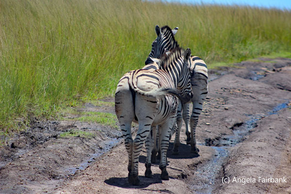 3 zebra 1